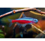 X15 Cardinal Tetra Package-Freshwater Fish Package-www.YourFishStore.com