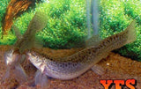 X15 Dojo Loach Small 1" - 1 1/2"-Freshwater Fish Package-www.YourFishStore.com