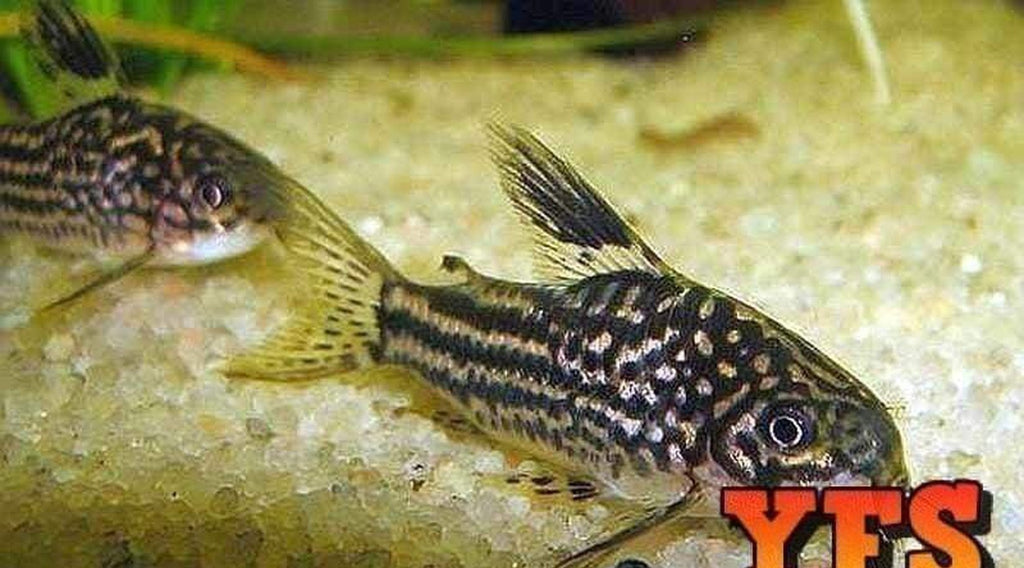 X15 Elegans Corydoras Catfish + x10 Assorted Plants