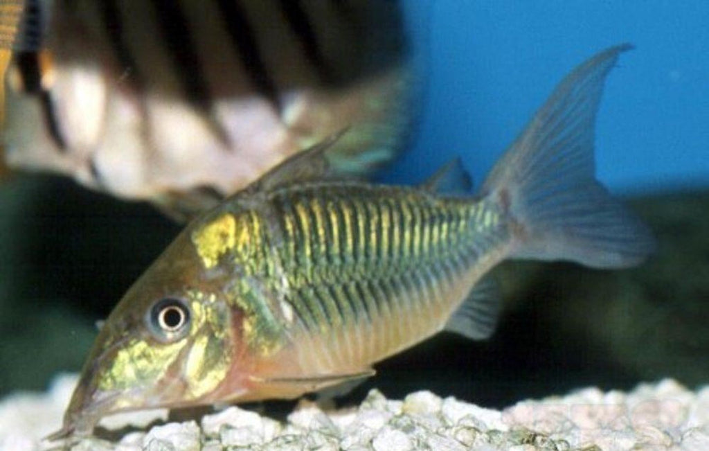 X15 Emerald Green Corydoras Catfish