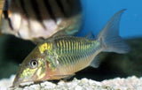 X15 Emerald Green Corydoras Catfish-Freshwater Fish Package-www.YourFishStore.com