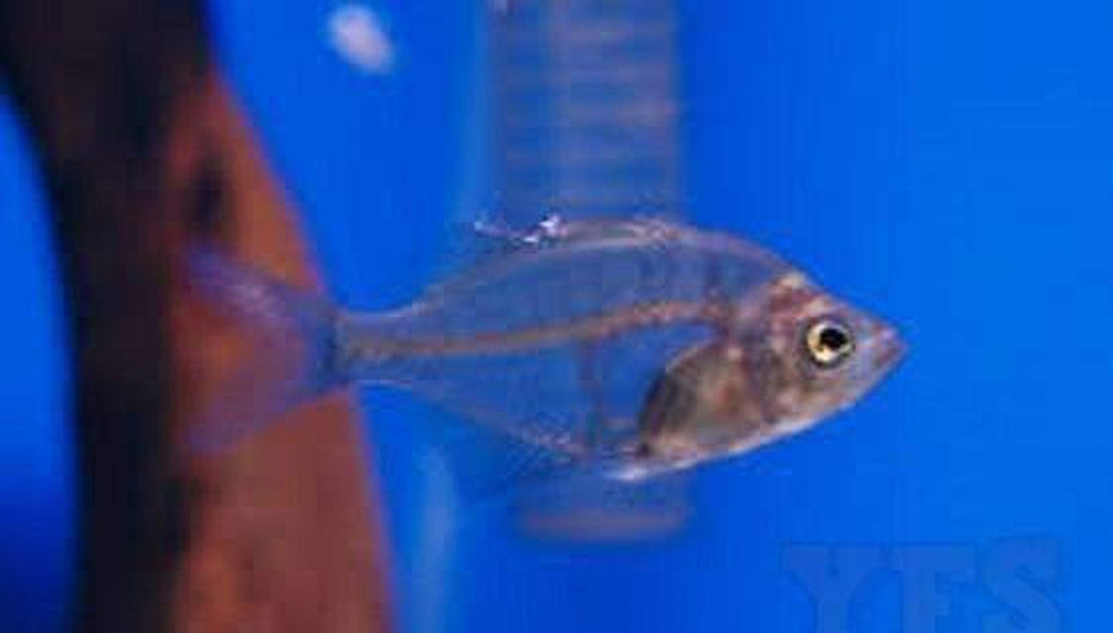 X15 Glass Fish - Aprox 3/4"- 1 1/2 " - Live - Indian Glassy Fish Free Shipping