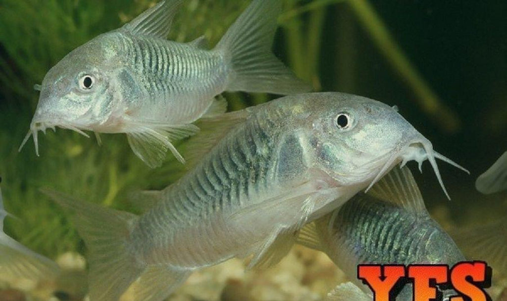 X15 Green Aeneus Corydoras Catfish
