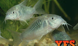 X15 Green Aeneus Corydoras Catfish-Freshwater Fish Package-www.YourFishStore.com