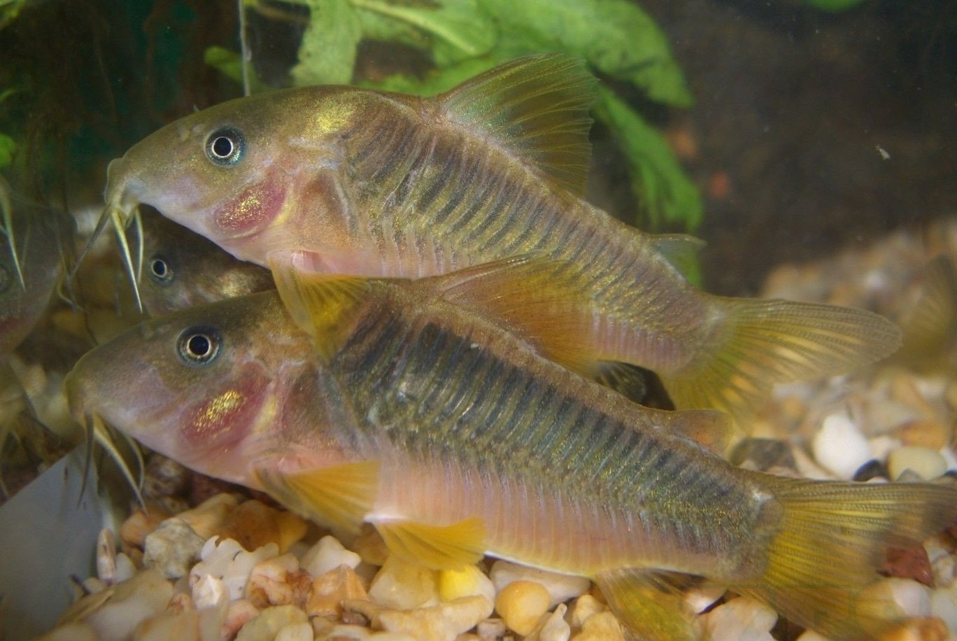 Group Of Green Emerald Corydoras Catfish - Live Tropical Freshwater Fish (Unsexed, Peaceful)