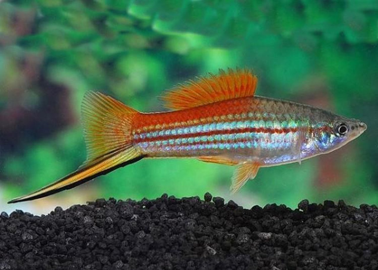 X15 Green Swordtail Fish - 1" - 2" Each - Freshwater Fish-Freshwater Fish Package-www.YourFishStore.com
