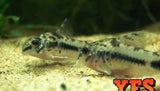 X15 Habrosus Pygmy Corydoras Catfish-Freshwater Fish Package-www.YourFishStore.com