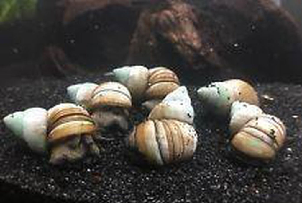 X15 Japanese Trapdoor Snail Package -  Fresh Water Snail Mystery