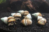 X15 Japanese Trapdoor Snail Package - Fresh Water Snail Mystery-Freshwater Fish Package-www.YourFishStore.com