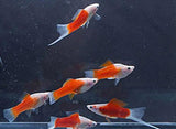 X15 Koi Santa Claus Swordtail Fish - 1" - 2" Each - Freshwater-Freshwater Fish Package-www.YourFishStore.com