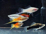 X15 Male Assorted Swordtail Fish - 1" - 2" Each - Freshwater Fish + x10 Assorted Plants-Freshwater Fish Package-www.YourFishStore.com