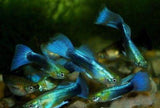 X15 Males Neon Blue Guppy Package + x10 Assorted Plants-Freshwater Fish Package-www.YourFishStore.com