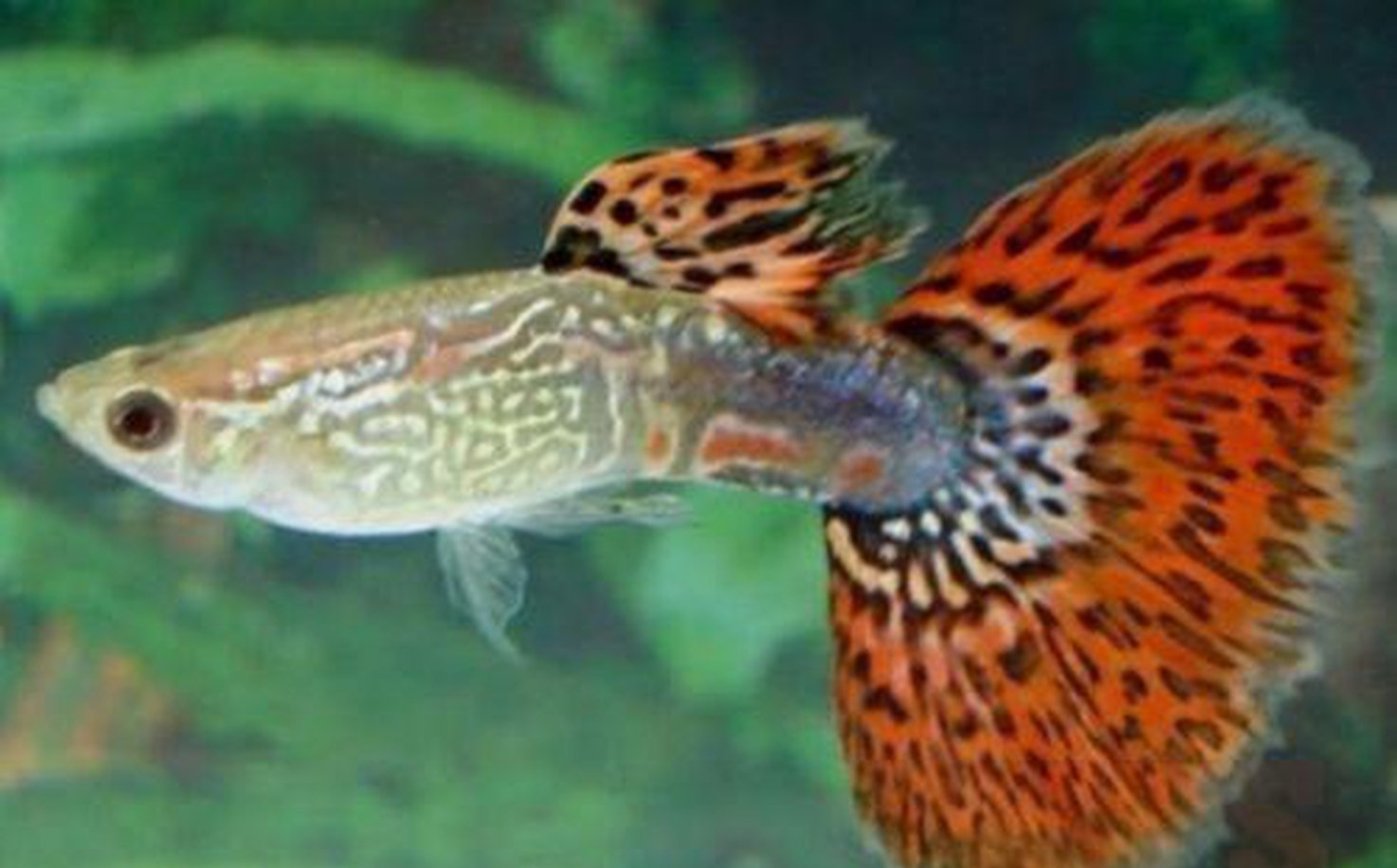 X15 Males / X10 Females - Red Cobra Delta Guppy Pair-Freshwater Fish Package-www.YourFishStore.com