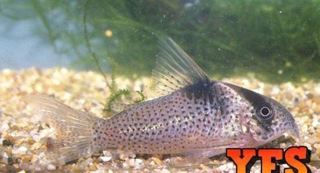 X15 Melanistius Corydoras Catfish