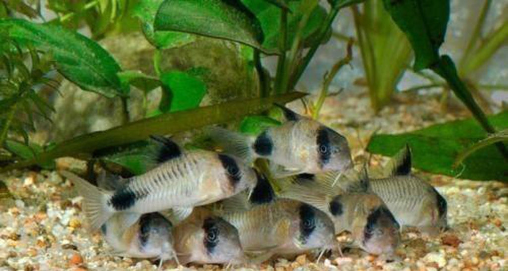 X15 Panda Corydoras Catfish
