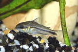X15 Pygmy Corydoras Catfish-Freshwater Fish Package-www.YourFishStore.com