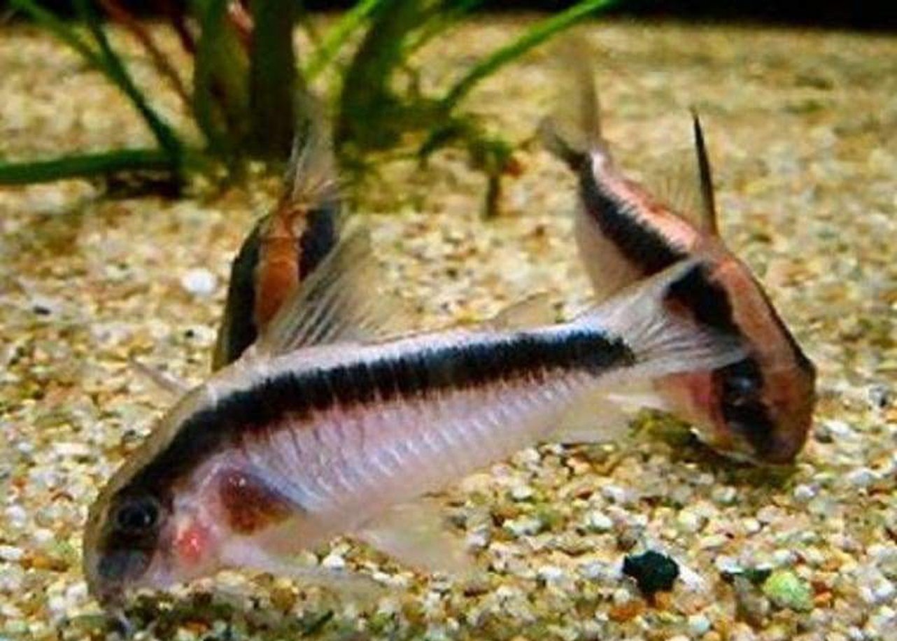 X15 Sknunk Corydoras Catfish-Freshwater Fish Package-www.YourFishStore.com