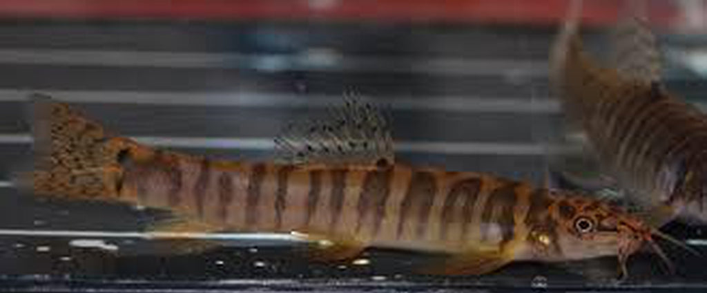 X15 Tiger Sand Loach Sml/Med 1" - 1 1/2" - Fish Freshwater