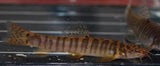 X15 Tiger Sand Loach Sml/Med 1" - 1 1/2" - Fish Freshwater-Freshwater Fish Package-www.YourFishStore.com