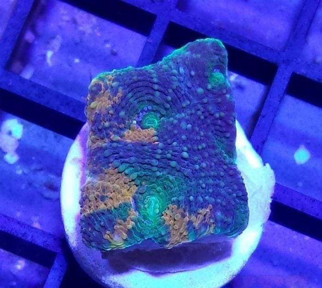 X2 Acan Echinata Orange/Green Frag Lps - Includes Free Mystery Frag-frag packages-www.YourFishStore.com