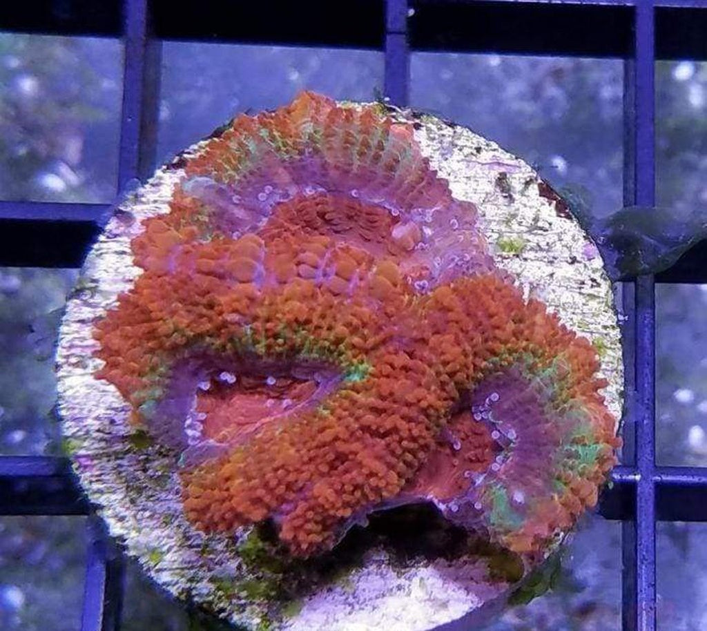 X2 Acanthastrea Lord - Frag Coral Lps - Includes Free Mystery Frag