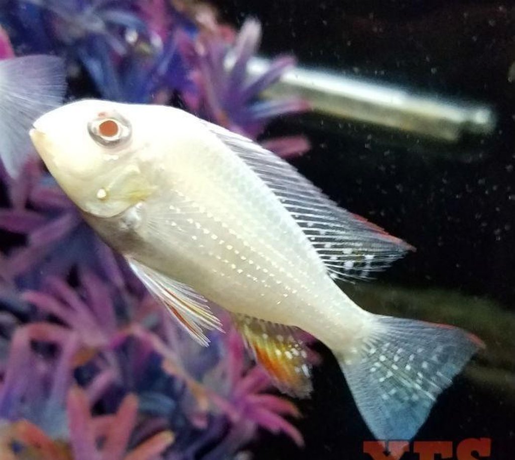 X2 Albino Heckelii Cichlid Sml/Med 1" - 2" Each Freshwater Fish-Freshwater Fish Package-www.YourFishStore.com