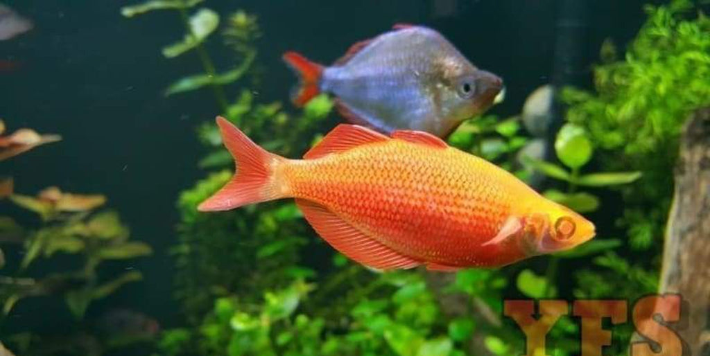 X2 Albino Orange Millennium Rainbow Freshwater Fish Package
