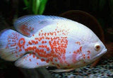 X2 Albino Tiger Oscar Large 4" - 6" Each - Freshwater Package-Freshwater Fish Package-www.YourFishStore.com