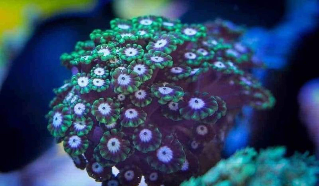 X2 Alveopora Lps - Frag Coral Lps - Includes Free Mystery Frag