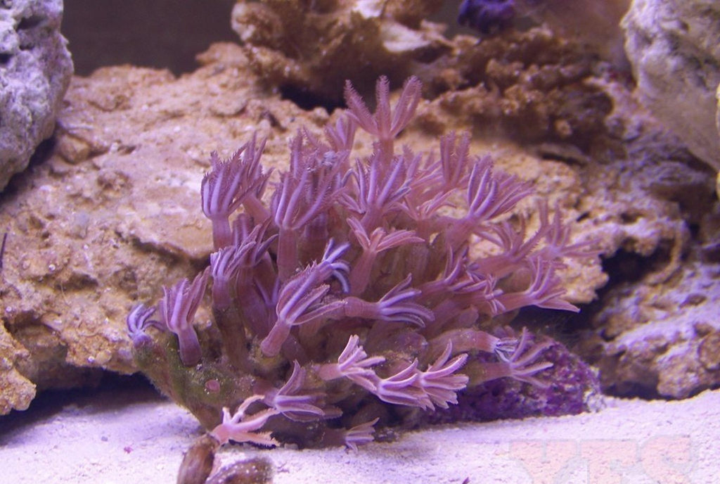 X2 Anthelia Spp. - Frag Coral - Includes Free Mystery Frag