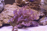 X2 Anthelia Spp. - Frag Coral - Includes Free Mystery Frag-frag packages-www.YourFishStore.com