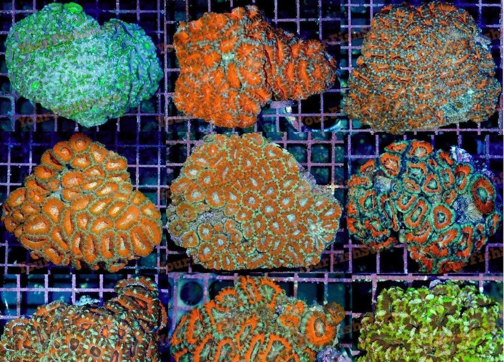 X2 Assorted Acan Lord Med - Lordhowensis - Brain Coral Lps Sps
