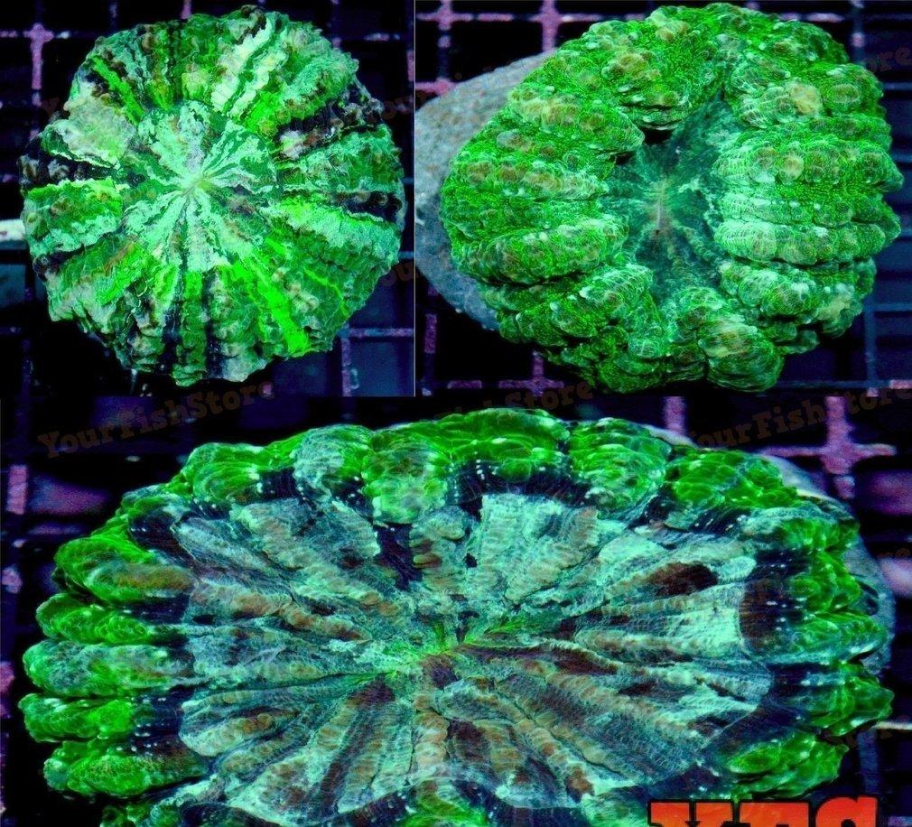 X2 Assorted Acanthophyllia Indo - Button Coral - Live Lps Sps