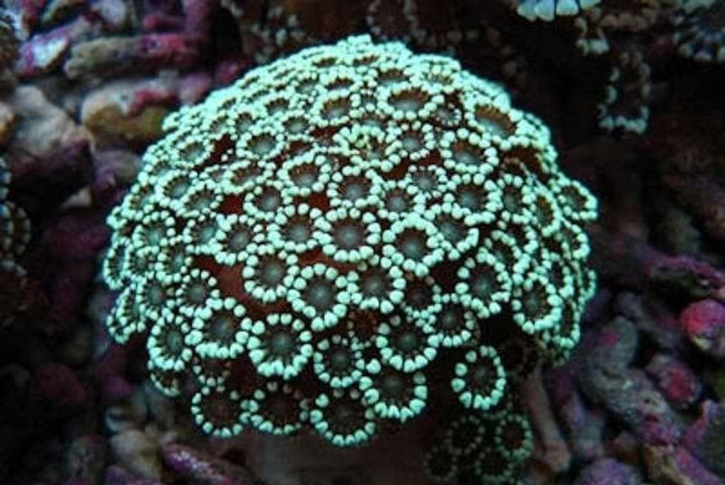 X2 Assorted Alveopora Coral - Med 3" - 4"