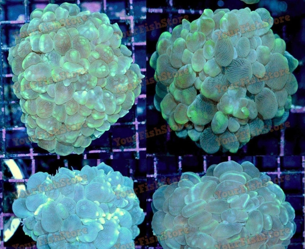 X2 Assorted Bubble Coral Med - Plerogyra Sinuosa - Bulk Save