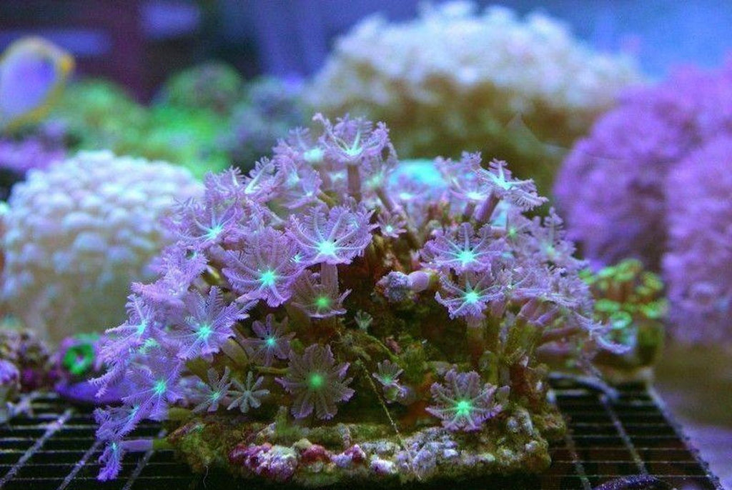 X2 Assorted Clove Polyp Green Colony - Med 3" - 4" Each