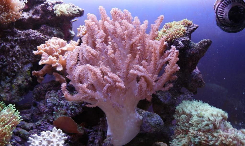 X2 Assorted Colt Soft Coral - Alcyonium Sp. - Med 3"-4"