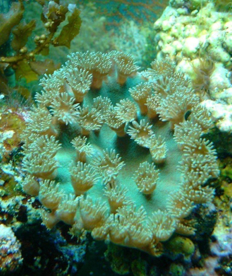 X2 Assorted Cup Coral Pagoda - Turbinaria Sp - Med 3" - 4" Each