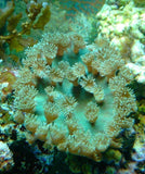 X2 Assorted Cup Coral Pagoda - Turbinaria Sp - Med 3" - 4" Each-Coral packages-www.YourFishStore.com