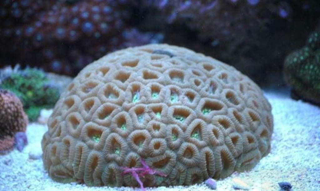 X2 Assorted Favia Brain Corals - Medium Size 3" - 5" - Favia Sp.