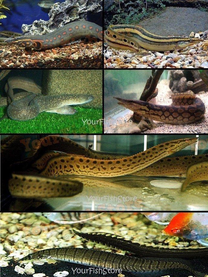 X2 Assorted Freshwater Eels - Med - Lrg Size-Freshwater Fish Package-www.YourFishStore.com