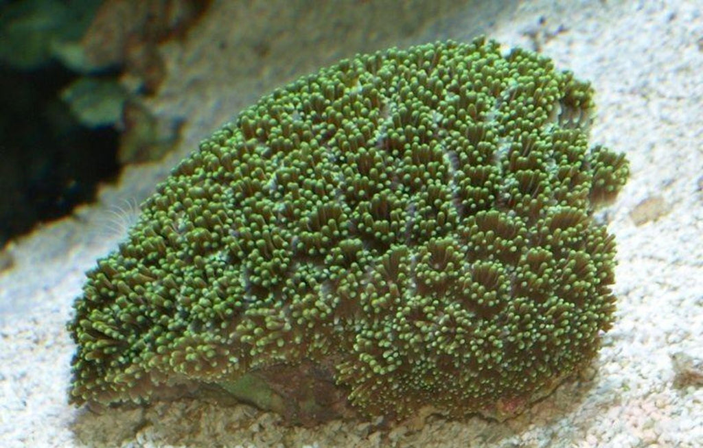 X2 Assorted Galaxea Coral Green - Fascicularis Med 3" - 4"