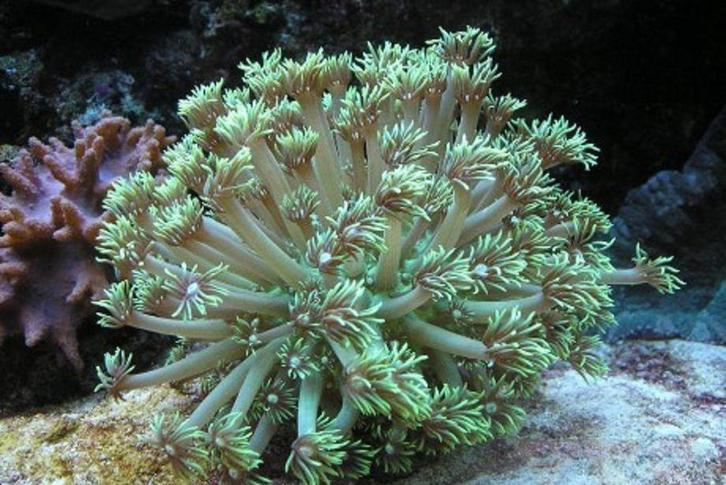 X2 Assorted Goniopora Coral Green - Live - Fish - Med 3" - 4"