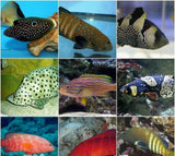 X2 Assorted Grouper Package - Medium Appox 3" - 4 1/2" Each-marine fish packages-www.YourFishStore.com