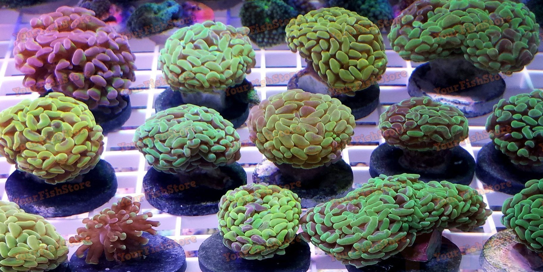 X2 Assorted Hammer Coral Frags - Euphyllia Ancora-frag packages-www.YourFishStore.com