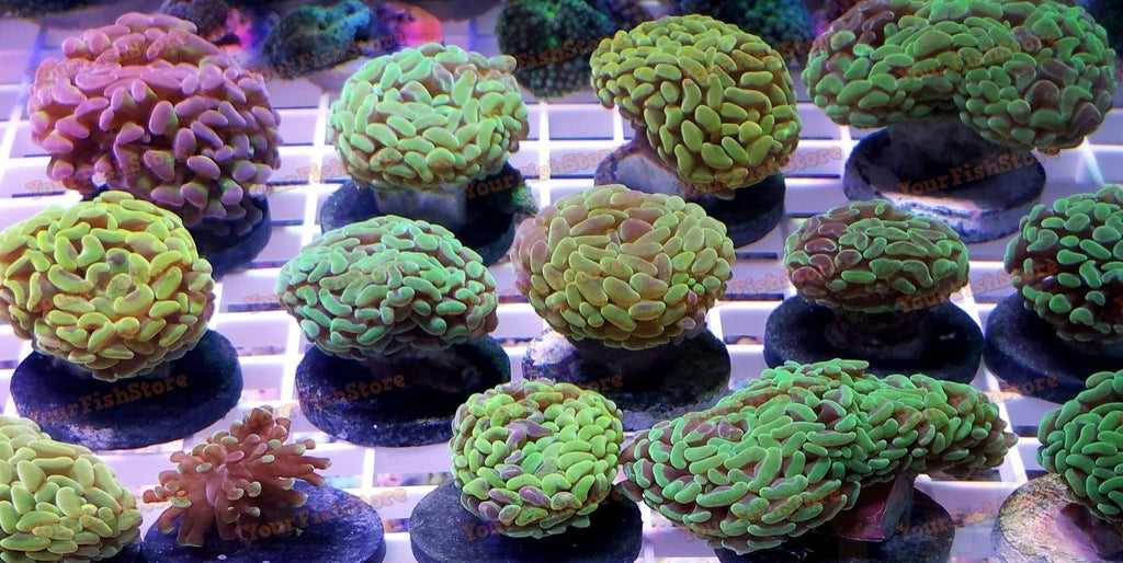 X2 Assorted Hammer Coral Frags - Euphyllia Ancora
