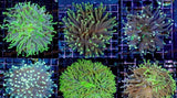 X2 Assorted Heliofungia Disk Plates Coral Med L.T. - Bulk Save-frag packages-www.YourFishStore.com