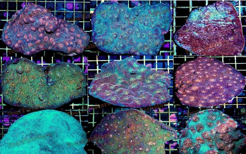 X2 Assorted Med Chalice Coral - Echinoplyllia Aspera - *Bulk Save Free Shipping