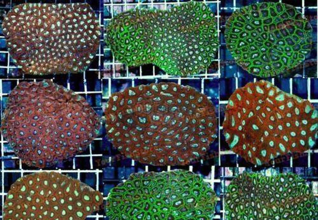 X2 Assorted Med Favites Coral - Brain Coral - Aspera