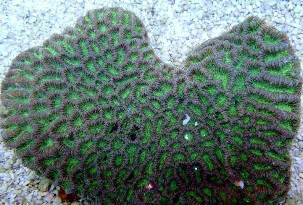 X2 Assorted Moonstone Coral Green